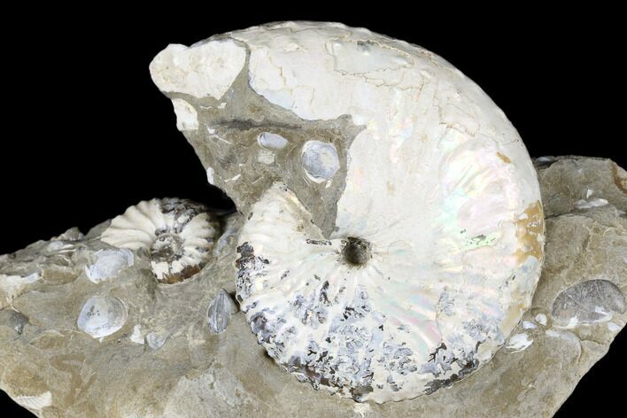 2.8" Iridescent Ammonite (Discoscaphites) - South Dakota